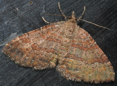 Chrysolarentia bichromata