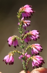 Erica glabella