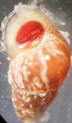 Barleeia haliotiphila
