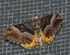Chrysolarentia lucidulata