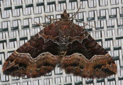 Chrysolarentia lucidulata