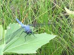 Erythemis simplicicollis