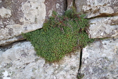 Centella eriantha