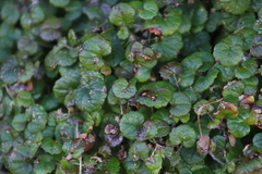 Centella eriantha