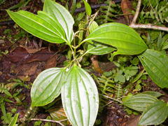 Blakea henripittieri