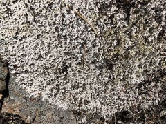 Stereocaulon sterile