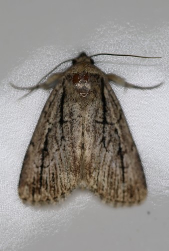 Thin-lined Sallow
