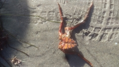 Panulirus interruptus