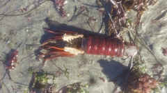 Panulirus interruptus