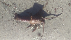 Panulirus interruptus