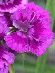 Dianthus barbatus