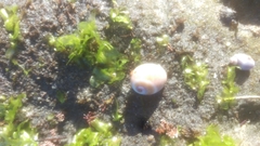 Glossaulax reclusiana