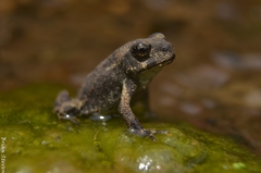 Rhinella arunco