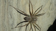 Pardosa takahashii