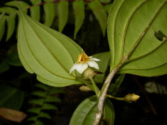 Blakea henripittieri