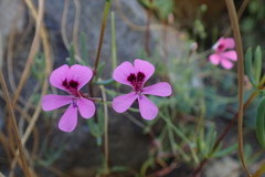 Pelargonium patulum