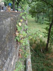 Parietaria