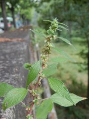Parietaria