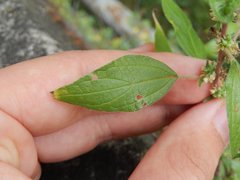 Parietaria