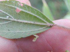 Parietaria