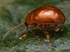 Sphaeroderma testaceum