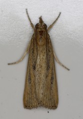 Thaumatopsis pexellus