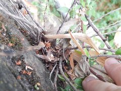 Parietaria