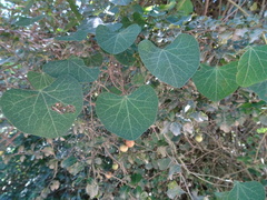 Cissampelos torulosa