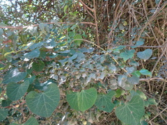 Cissampelos torulosa