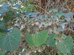 Cissampelos torulosa