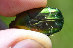 Cetonia aurata aurata