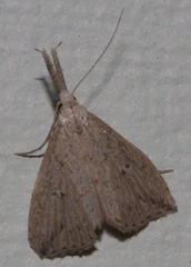 Trigonistis demonias