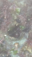 Pachygrapsus crassipes