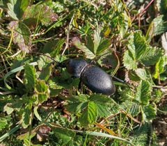 Carabus hungaricus