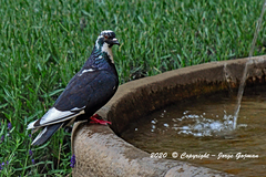 Columba livia domestica