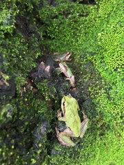 Hyla japonica