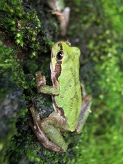 Hyla japonica
