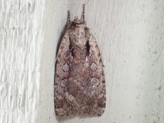 Eueretagrotis attentus