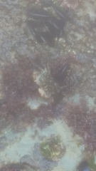 Pachygrapsus crassipes