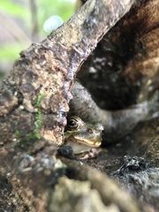 Hyla japonica