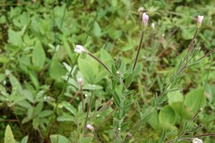 Epilobium strictum