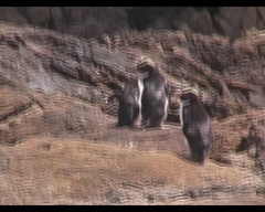 Eudyptes pachyrhynchus