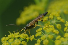 Ichneumon annulatorius