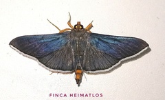 Omiodes fulvicauda