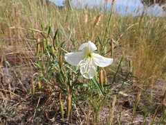 Oenothera nuttallii