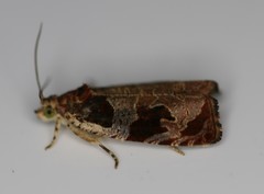 Olethreutes footiana