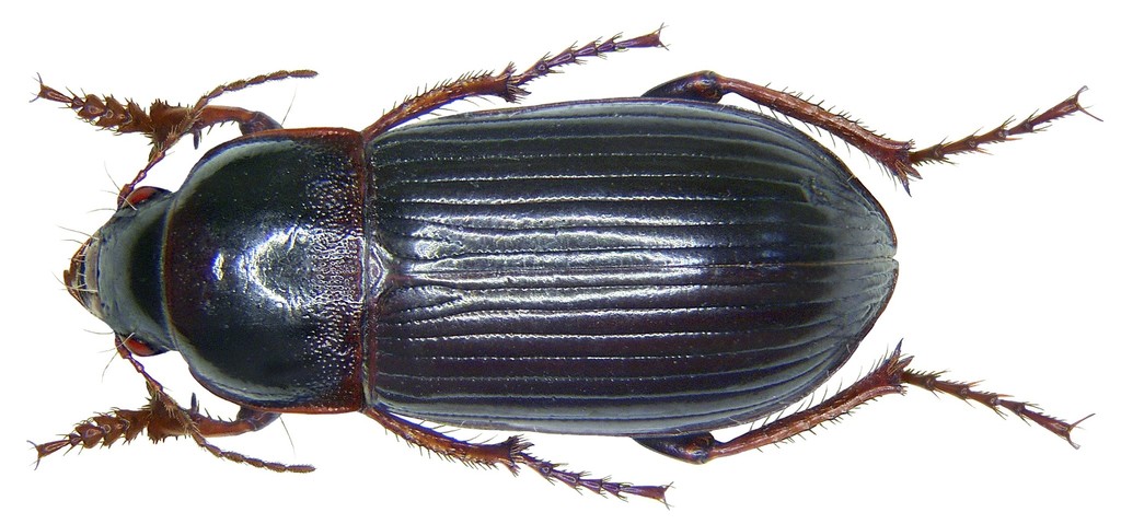 Zabrus tenebrioides