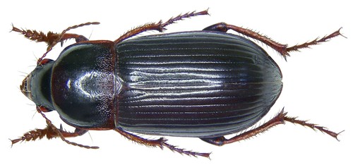 Bupreste paresseux