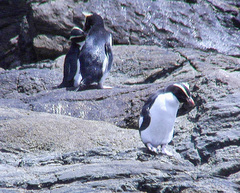 Eudyptes pachyrhynchus