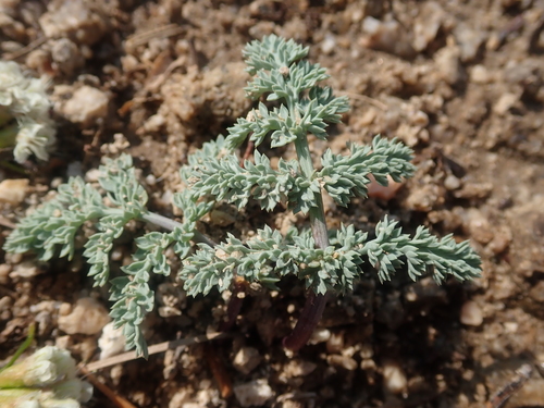 Image of Cymopterus glaucus by (c) Nolan Exe, some rights reserved (CC BY)